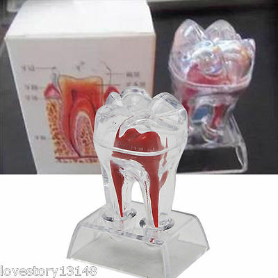 Dental Supplies Dentistry Crystal Base Hard Plastic Teeth Tooth Molar Model Hot